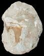 Otodus Shark Tooth Fossil In Rock - Eocene #56425-1